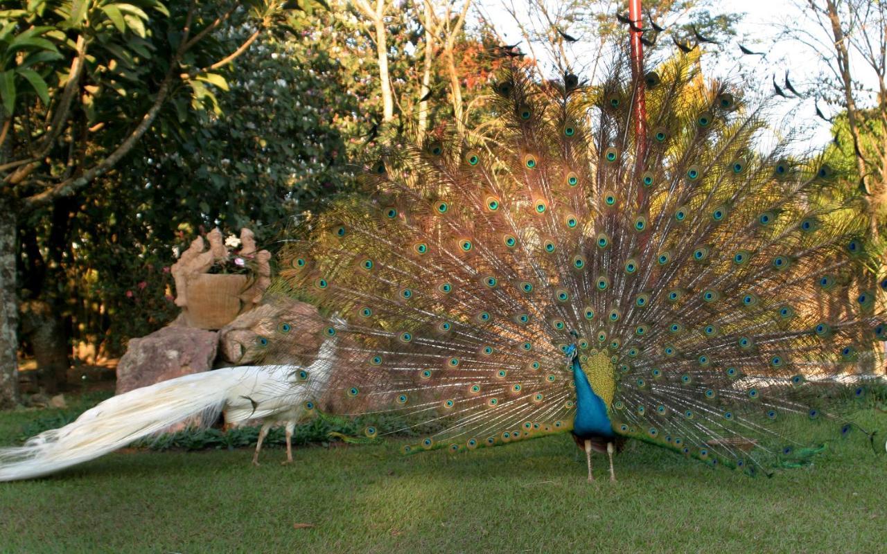 Villa Buonabitacolo São João del Rei Exteriör bild